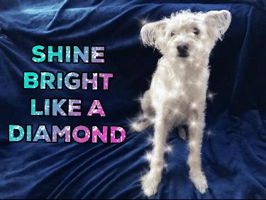 Bright Like a Diamond - Commerce Hub