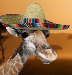 giraffe-sombrero